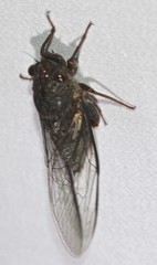 Birrima varians