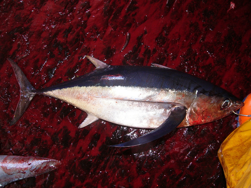 Photo of Albacore (Thunnus alalunga)
