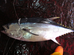 Thunnus obesus