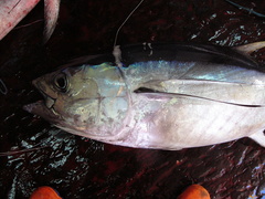 Thunnus obesus