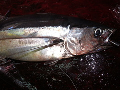 Thunnus obesus