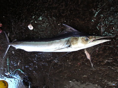 Shortbill Spearfish photo 4