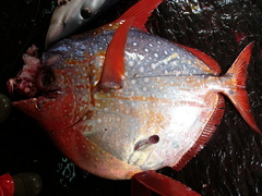 Lampris australensis