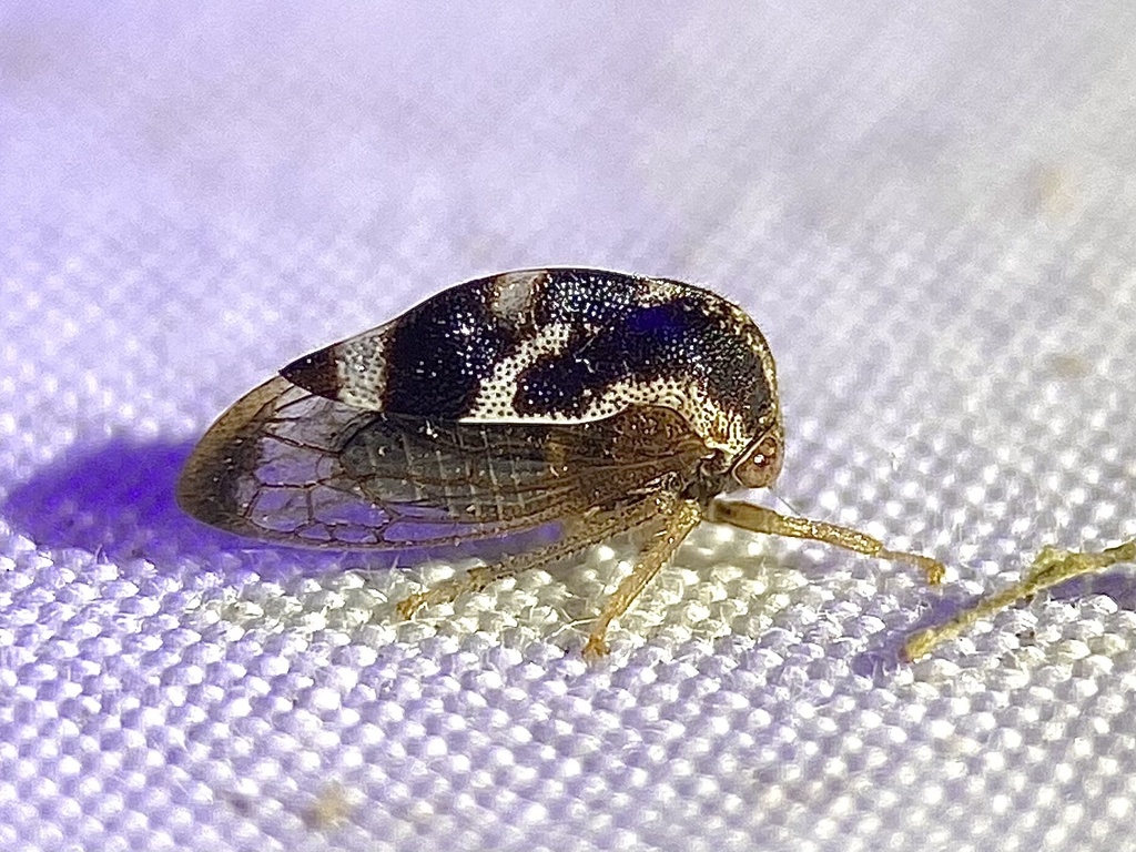 Xantholobus intermedius