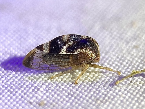 Xantholobus intermedius
