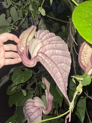 Aristolochia grandiflora image