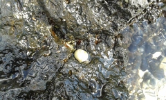 Nerita plicata