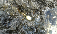 Nerita plicata