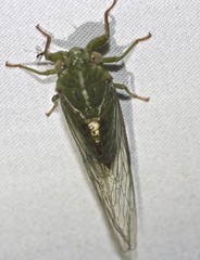 Chlorocysta vitripennis