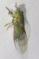Chlorocysta vitripennis