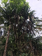 Pandanus conoideus