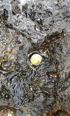Nerita plicata