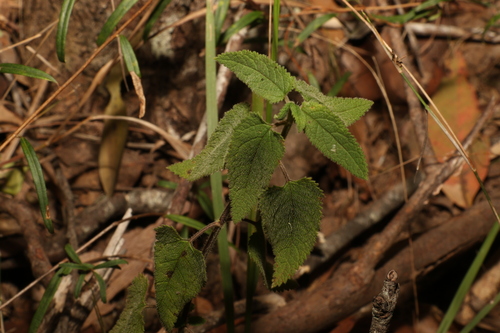 Image of Teucrium argutum by (c) Greg Tasney, some rights reserved (CC BY-SA)