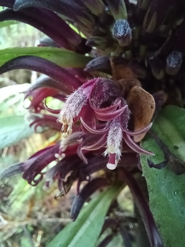 Cyanea kunthiana observed 2023-04-25