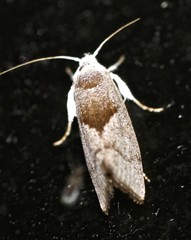 Xylorycta apheles