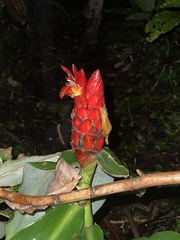 Costus pulverulentus image