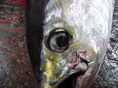 Thunnus obesus