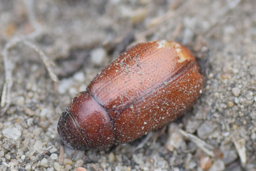 Diplotaxis haydenii