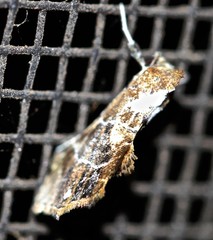 Arrade leucocosmalis