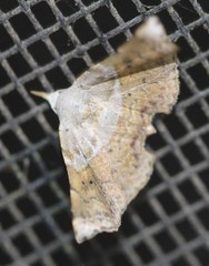 Esthlodora versicolor