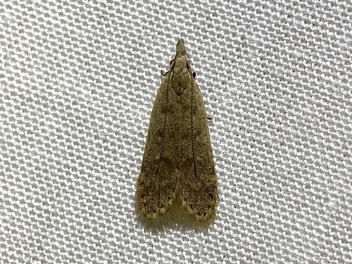 Spotted Dichomeris Moth and Allies photo 3