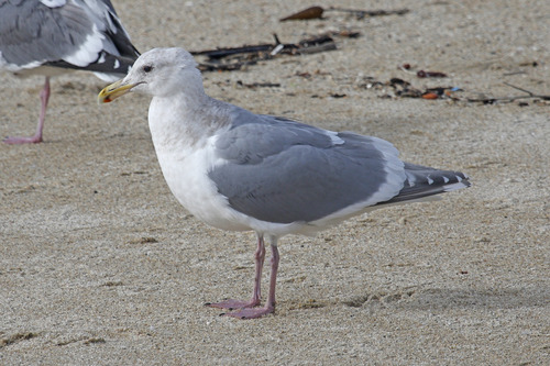 Glaucous-winged Gull, photo 7 of 9