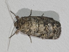 Spodoptera umbraculata