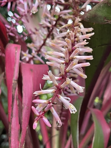 Cordyline fruticosa