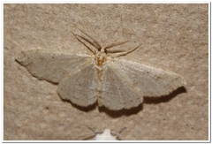 Melanolophia signataria
