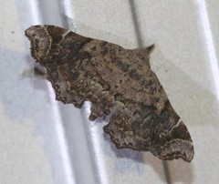 Esthlodora variabilis