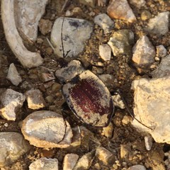 Scaphinotus elevatus