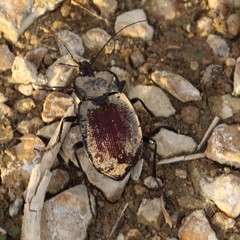 Scaphinotus elevatus