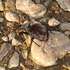 Scaphinotus elevatus