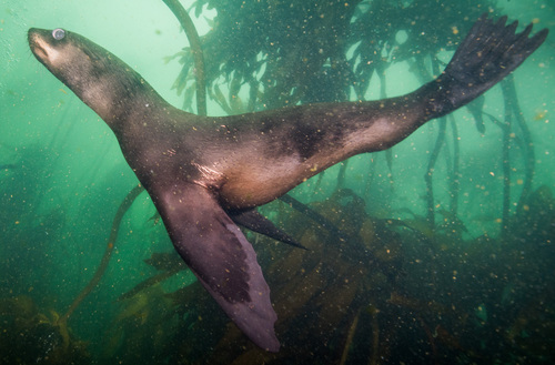 Brown Fur Seal, photo 6 of 9