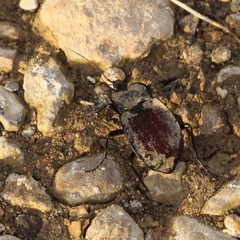 Scaphinotus elevatus