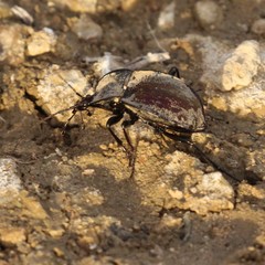 Scaphinotus elevatus