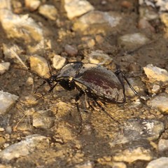 Scaphinotus elevatus