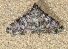 Dysallacta negatalis