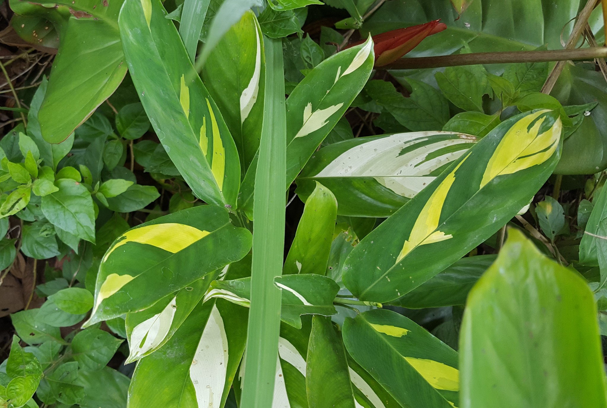 Ctenanthe Lubbersiana (Ctenanthe lubbersiana)