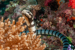 Flat-Tail Sea Snake photo 1