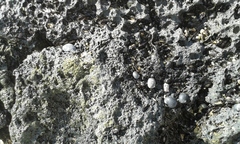 Nerita picea