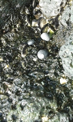 Nerita picea
