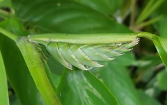 Ctenanthe lubbersiana, photograph (c) alessandradalia, some rights reserved (CC BY-SA)