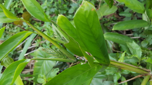 Ctenanthe lubbersiana, photograph 3