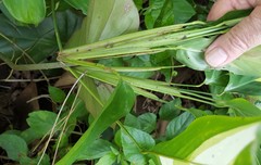 Ctenanthe lubbersiana, photograph (c) alessandradalia, some rights reserved (CC BY-SA)