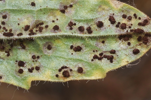 Puccinia abramsii