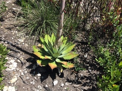 Agave nuusaviorum