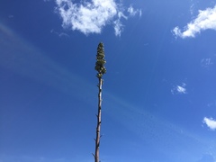 Agave nuusaviorum