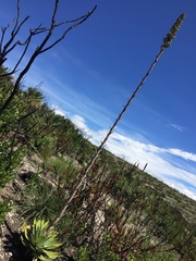 Agave nuusaviorum