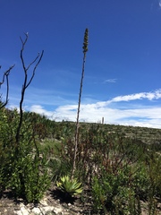 Agave nuusaviorum